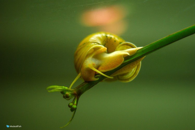 freshwater aquarium snail on stem plant in tank