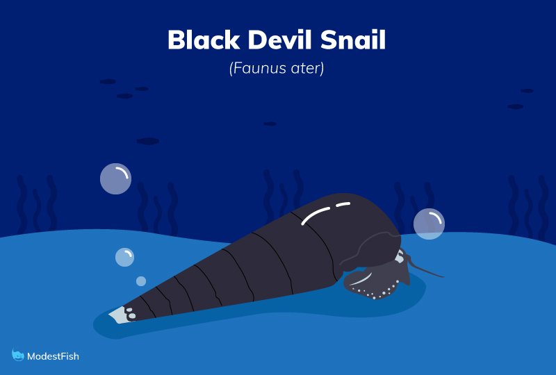 black devil snail