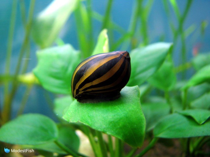 Nerite snail on leaf in planted tank