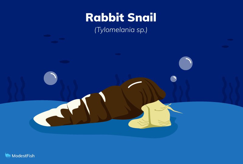 rabbit snail