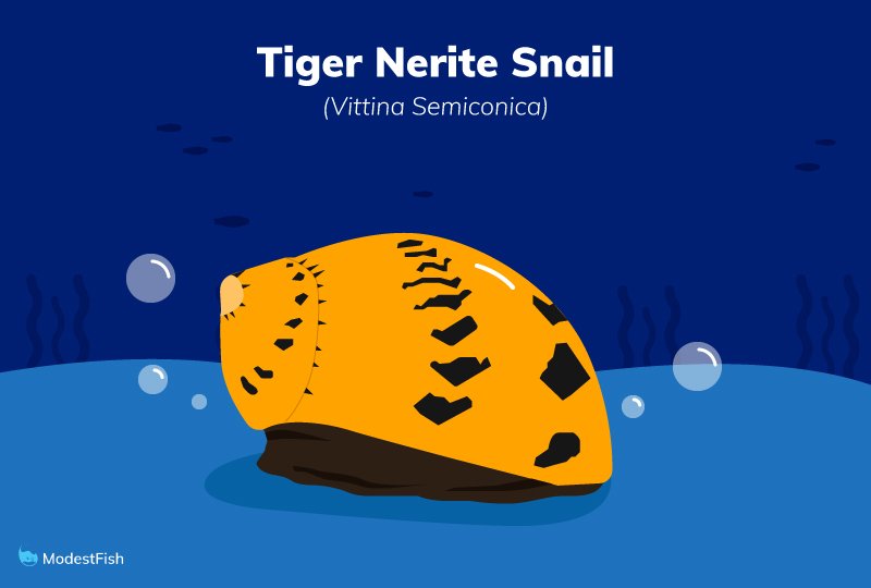 tiger nerite snail