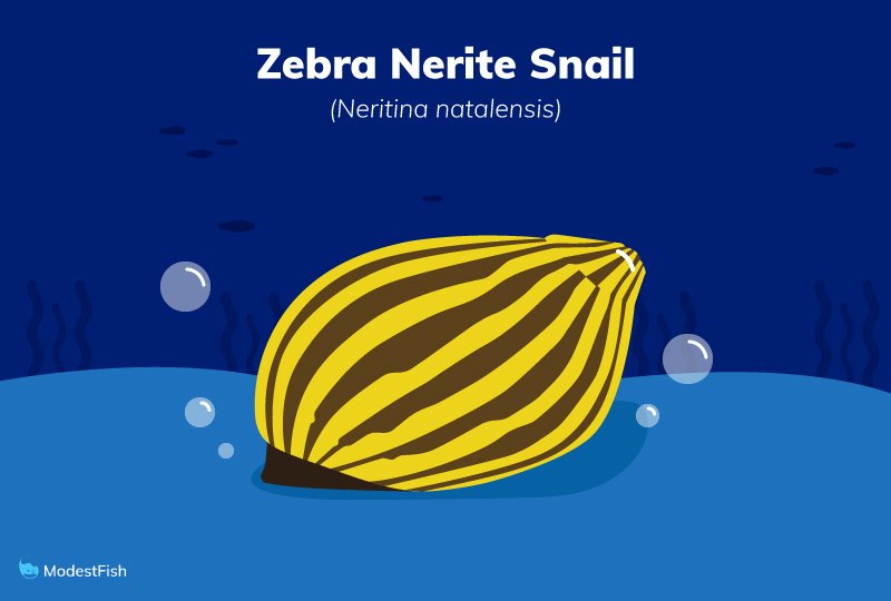 Zebra nerite snail