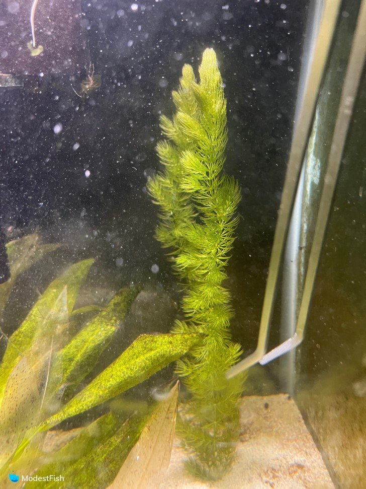 Planting hornwort in fish tank