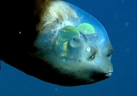9 Weird Sea Creatures You Won't Believe Exist