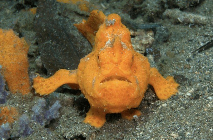 9 Weird Sea Creatures You Won't Believe Exist