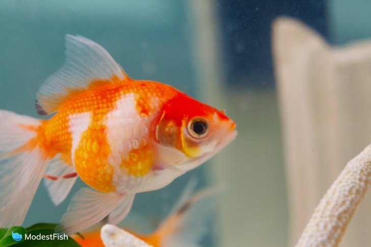 Pearlscale Goldfish close up