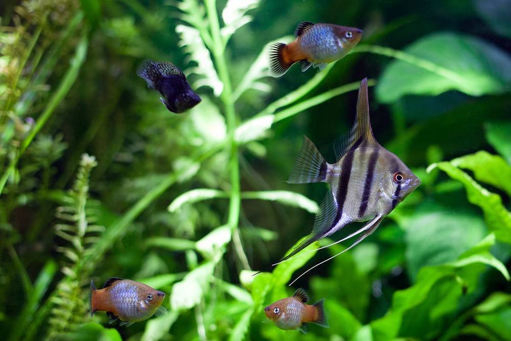 Angelfish in community aquarium