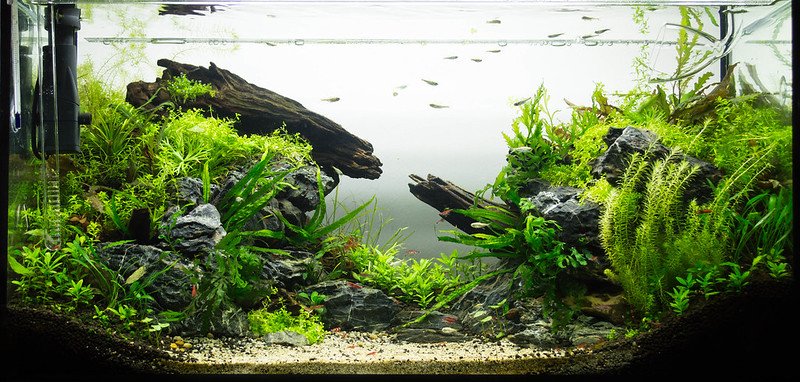 Aquascaping Guide: How To Create An Underwater Paradise