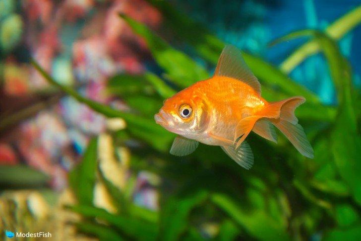 Goldfish in planted tank