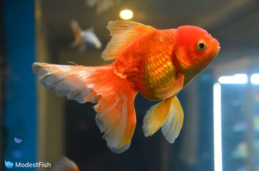Goldfish swimming in aquarium