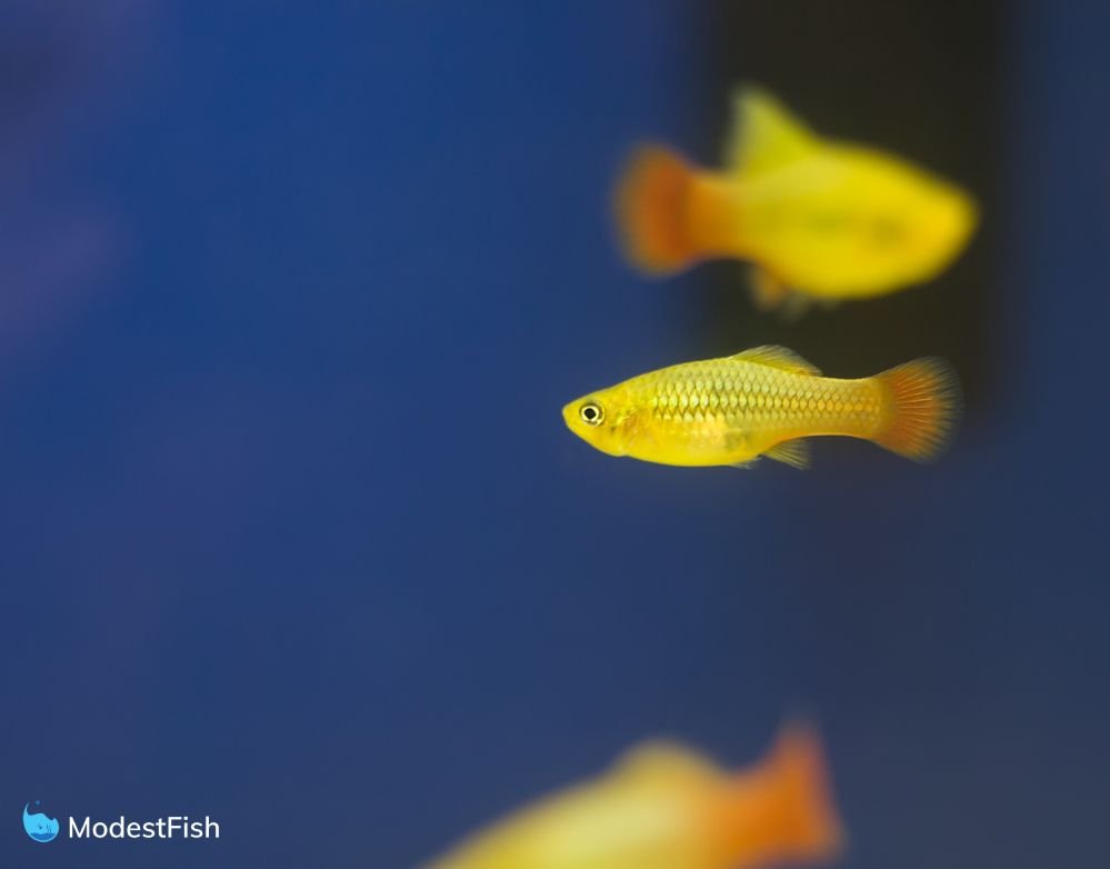 yellow platy fish