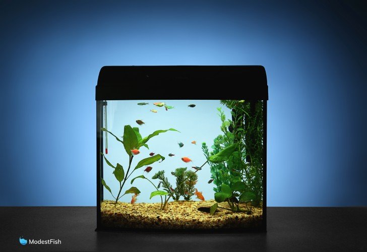 Freshwater aquarium with blue background