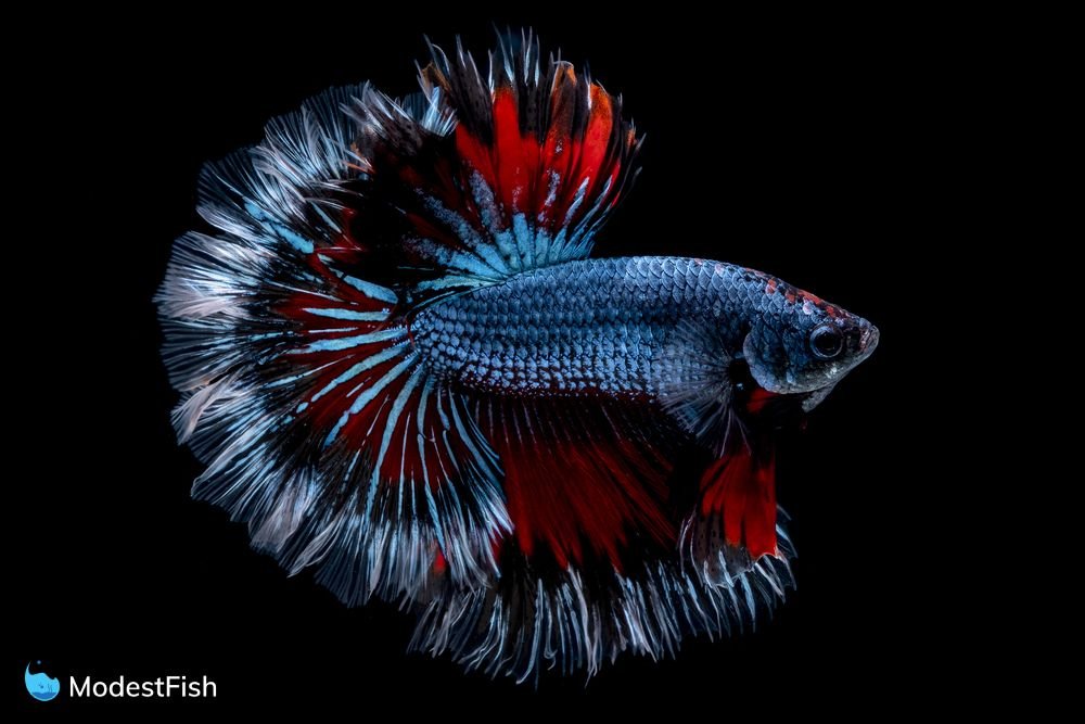 half sun Aggressive Freshwater Fish: 21 Loveable Rouges For Your Aquarium