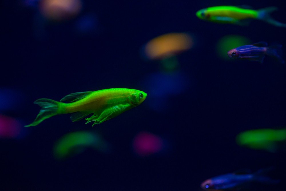 Best Lighting For Glofish Maximize