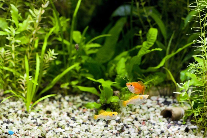 Molly fish and swordtail in planted aquarium