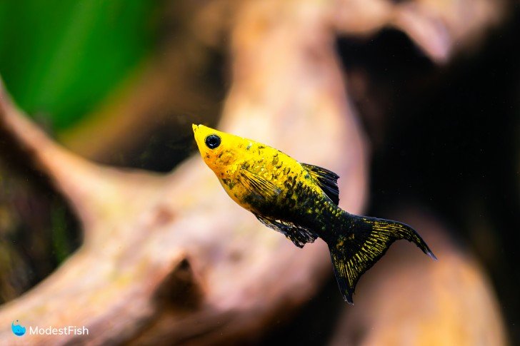 Gold dust molly fish swimming in planted aquarium close up