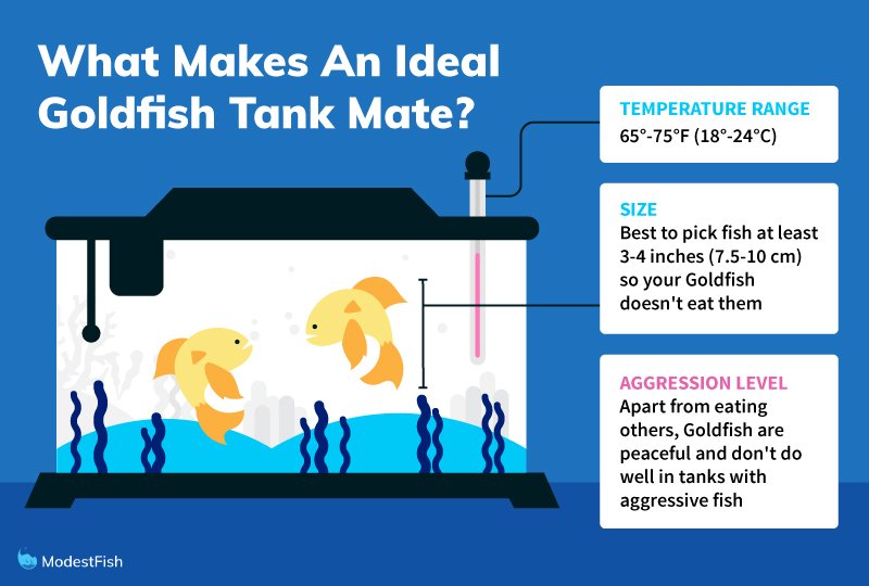 14 Best Goldfish Tank Mates (MOST Safe & Compatible Picks)
