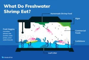 What Do Freshwater Shrimp Eat? - Modest Fish