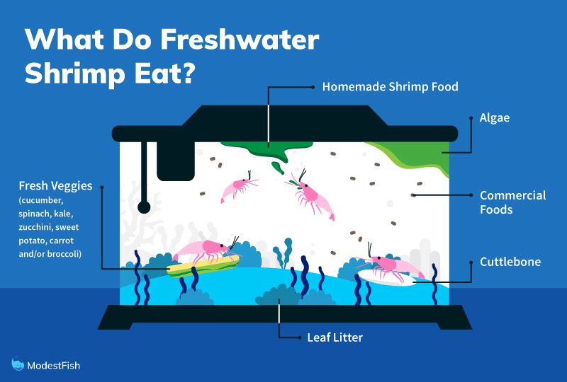 What Do Freshwater Shrimp Eat? - Modest Fish