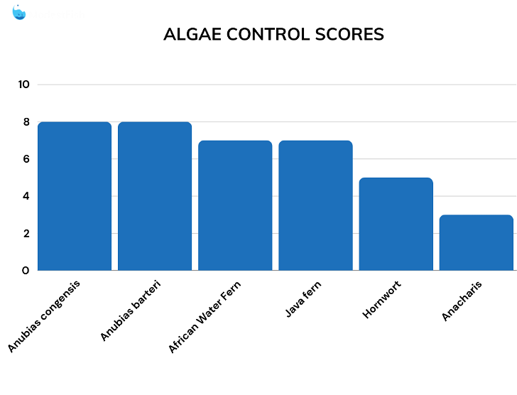 Algae control comparison scores for goldfish plants