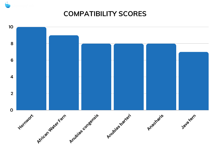 Compatibility comparison scores for goldfish plants