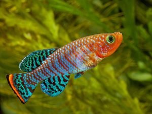 16 Types Of Killifish Available In The Aquarium Hobby