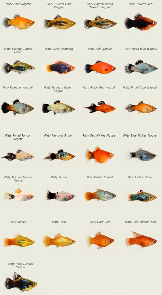 platy fish types