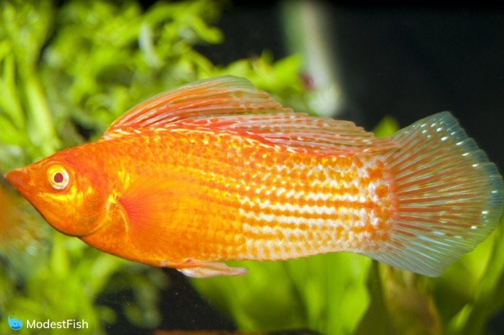 Red sunset sailfin molly fish in planted tank