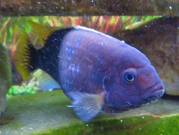 Acei Cichlid Aggressive Freshwater Fish: 21 Loveable Rouges For Your Aquarium