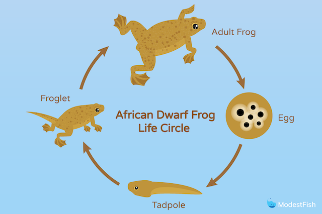 African dwarf frog life circle