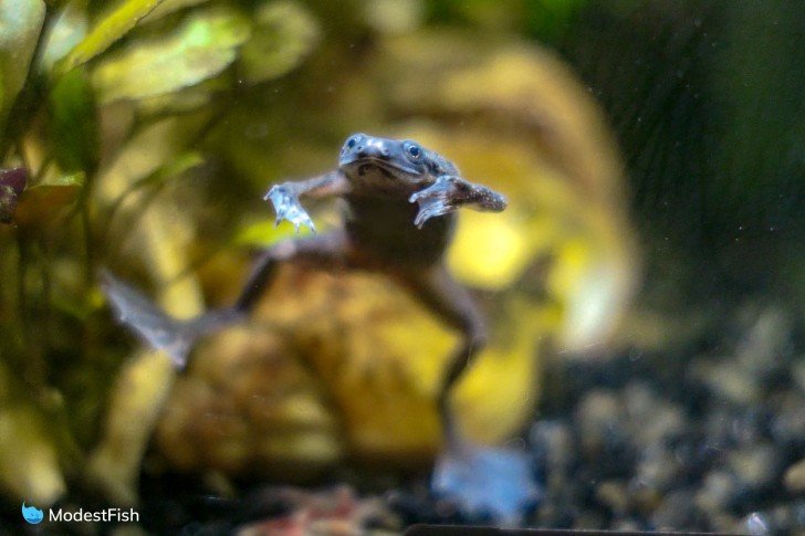 African dwarf frog hopping in aquarium