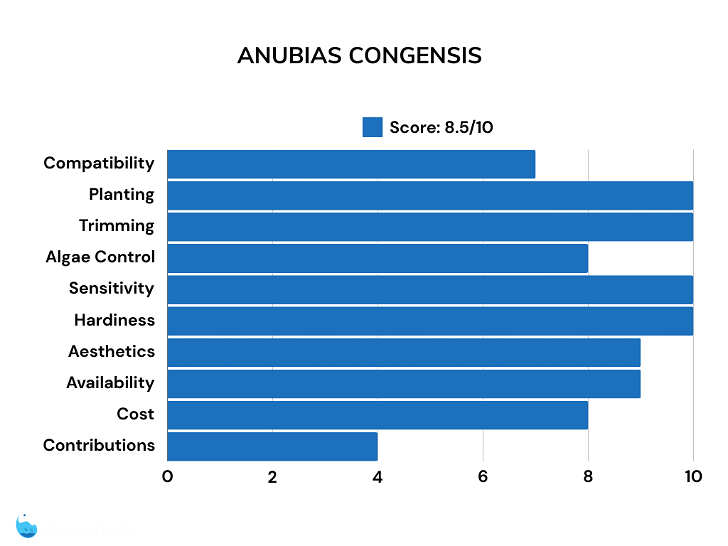 Anubias congensis plant scores for shrimp