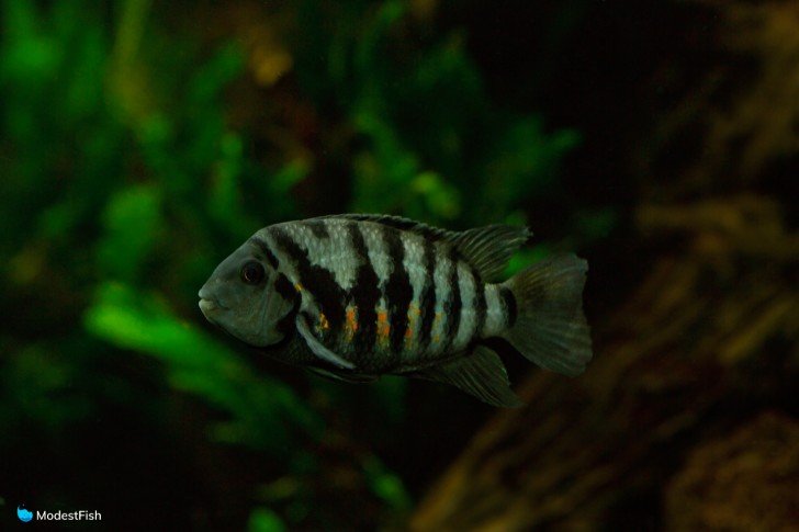 Convict cichlid in planted aquarium