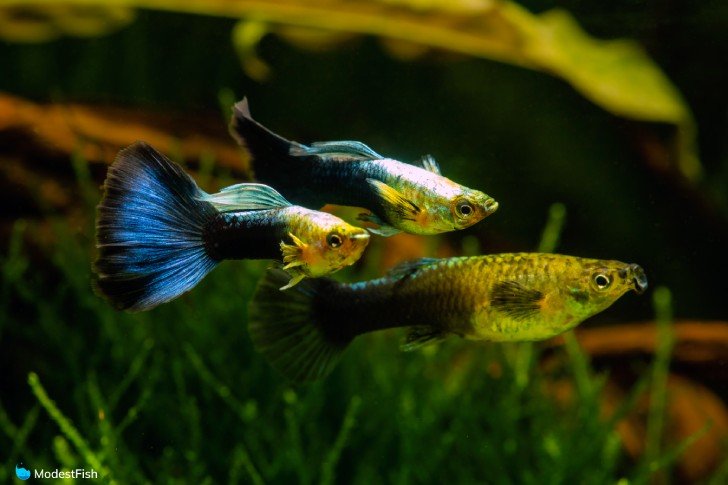 Guppies in planted tank