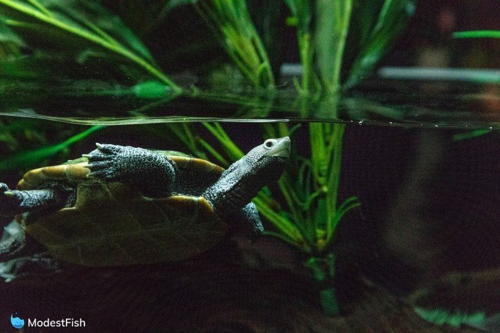 Turtle swimming in planted tank