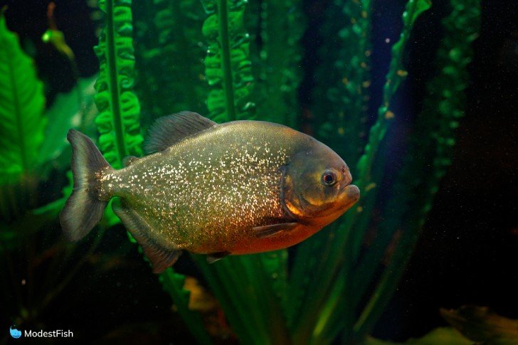 Close up of Red-Bellied Piranha