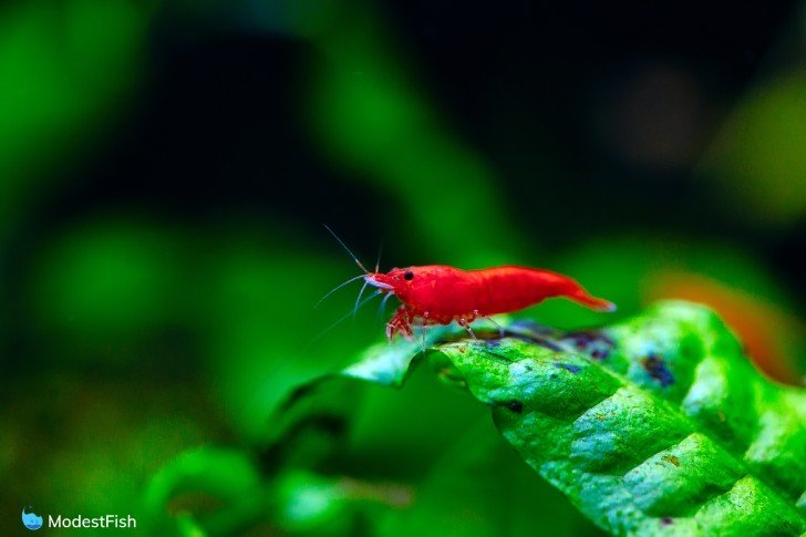 red cherry shrimp on java fern leaf