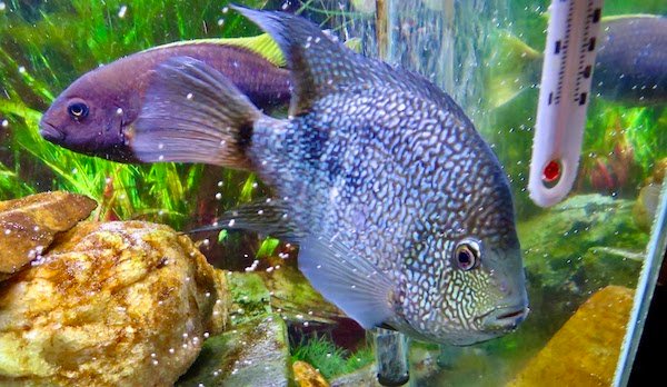 Texas Cichlid Aggressive Freshwater Fish: 21 Loveable Rouges For Your Aquarium