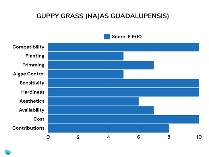 Guppy grass plant scores for shrimp