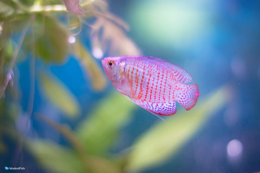 Aquarium Fish, Colourful