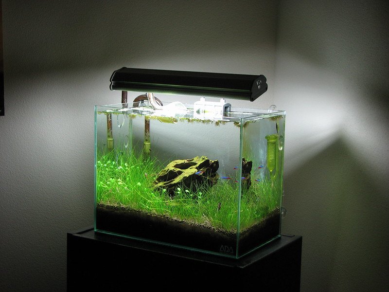 dwarf hairgrass being used in planted aquarium