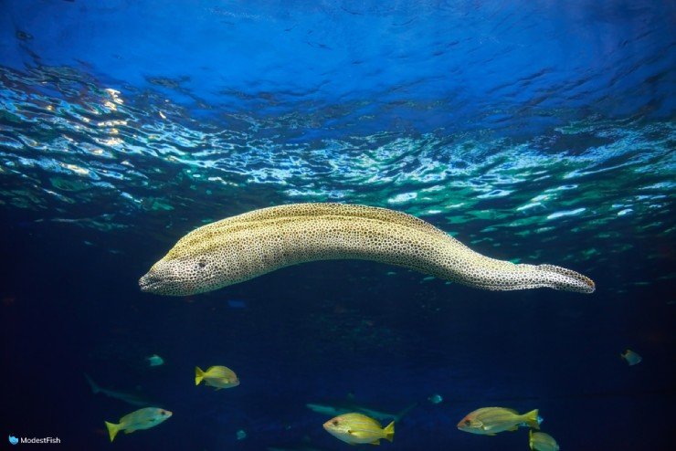 moray eel swimming in open water with full body on display