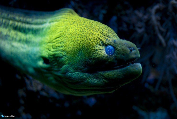 close up of moray eel