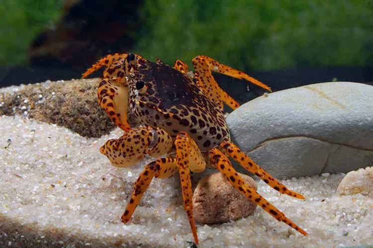 panther crab in aquarium