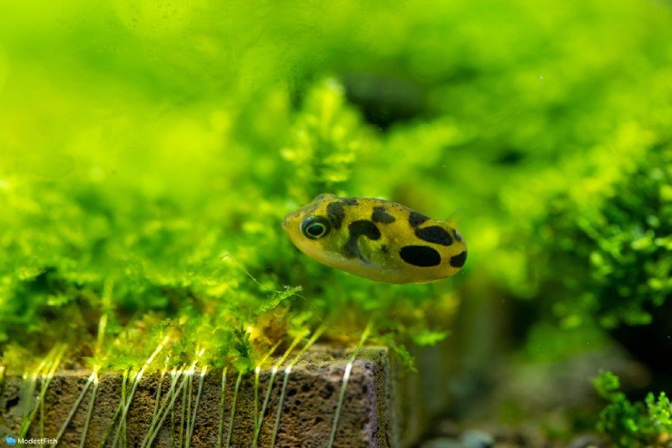 Pea Puffer (Carinotetraodon travancoricus) swimming on bottom of planted aquarium
