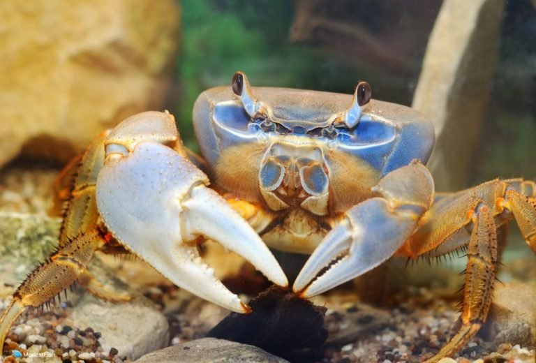 13 Fascinating Freshwater Crabs For Your Aquarium