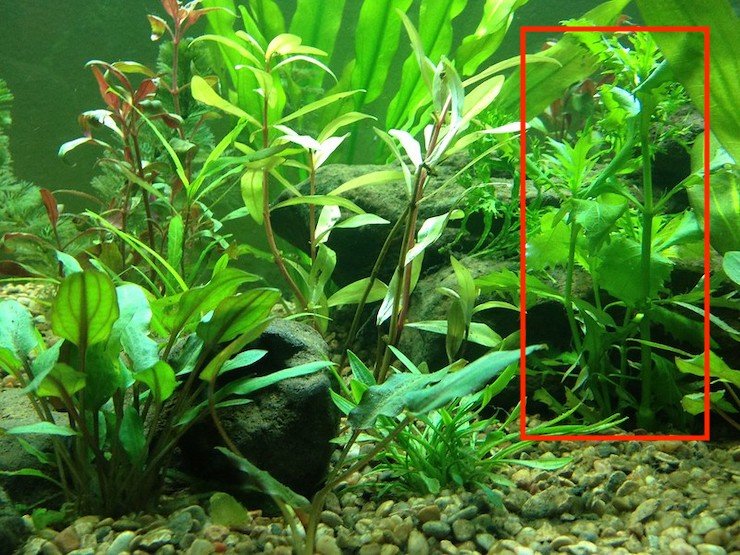 Planterest - Java Moss | Vesicularia Dubyana Freshwater Live Aquarium Plant  BUY2GET1FREE