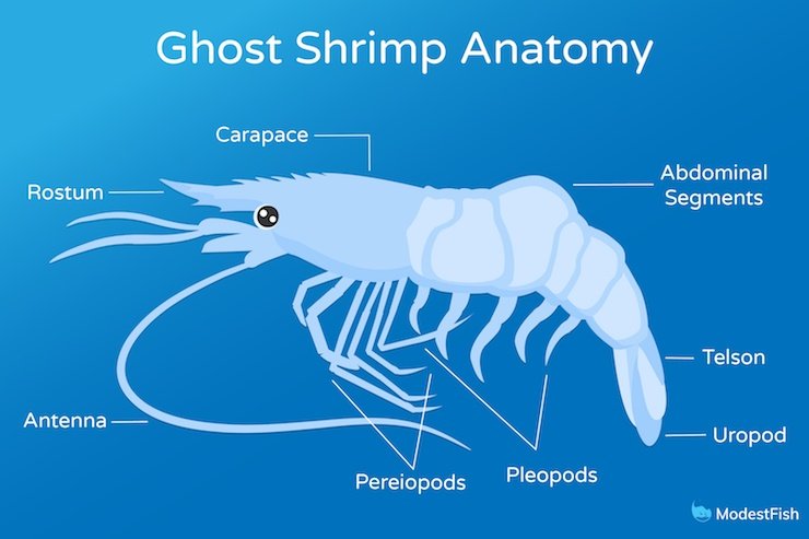 Ghost shrimp parts