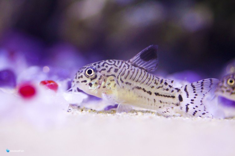 Three-stripe cory catfish laying on bottom of fish tank