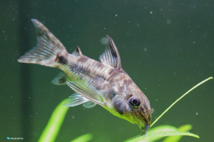 cory catfish swimming in planted tank